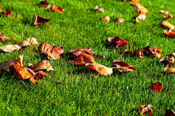Fallen leaves on the ground.