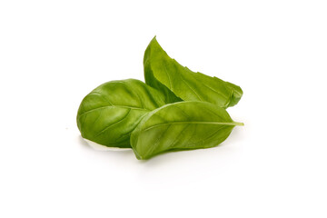 Fresh basil leaves, close-up, isolated on white background
