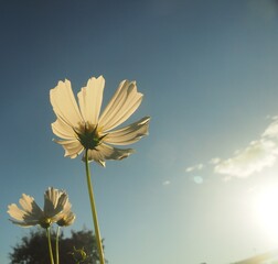 White petals of a blooming cosmea against the sky. Close up.
