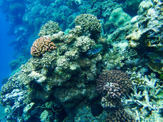 Fototapeta na wymiar Damselfish / Indo-Pacific sergeant swimming over coral in the Great Barrier Reef
