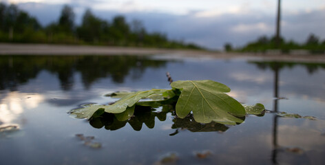 green oak leaves in the water on the road