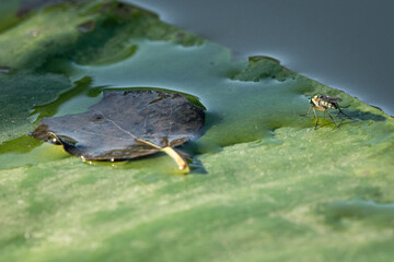Macro Of Mosquito On A Lily Pad In Bright Sunshine