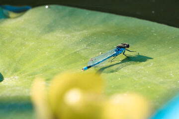 Close Up Of A Dragonfly On A Lily Pad In A Canal