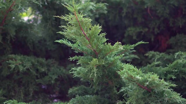 Junipers Tree in Portugal