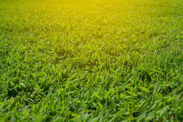 green grass field