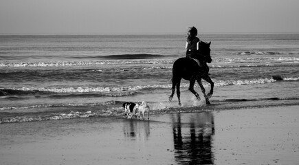 horse