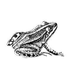 Fototapeta premium Frog engraving style. Drawn in ink. Black and white.