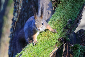 The squirrel is a small mammal