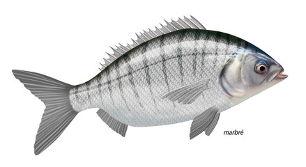 poisson, marbré , isolé, aliment, pêche, blanc, animal, frais, brut, fruits de mer,  ailette, eau de mer, frais, cuisiner, attraper, sain, nature, mer, argent, fraîcheur, queue, fleuve, viande, nageoi