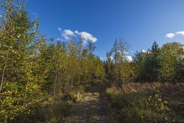 Amazing beauty on road in autumn forest on blue sky with white clouds. Beautiful autumn nature backgrounds.