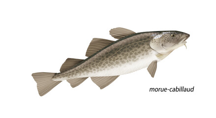 poisson, morue-cabillaud, isolé, aliment, pêche, blanc, animal, frais, brut, fruits de mer,  ailette, eau de mer, frais, cuisiner, attraper, sain, nature, mer, argent, fraîcheur, queue, fleuve, viande