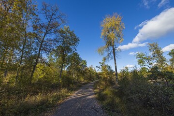 Beautiful view of over autumn colorful tree tops on blue sky background. Gorgeous nature background.