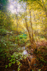 Fototapeta premium le soleil se faufile à travers les arbres