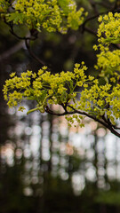 spring in the park