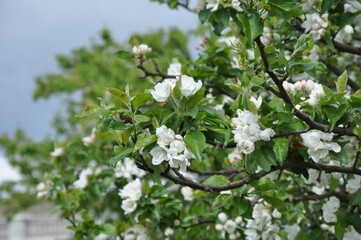 tree blossom