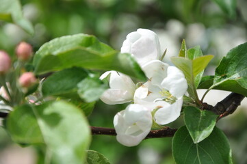 apple tree flowers