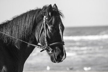 horse © Anya Photography