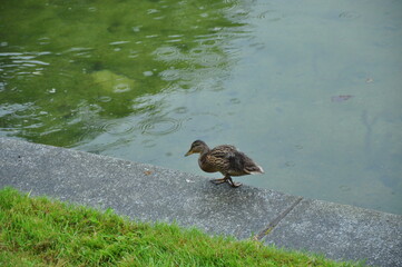 duck on the water