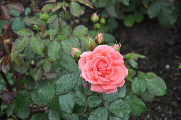 pink rose in garden
