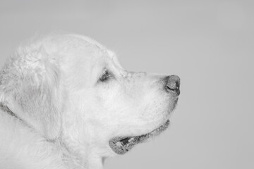 dog © Anya Photography