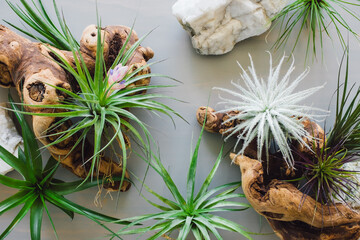 Airplants with Grapewood and Quartz