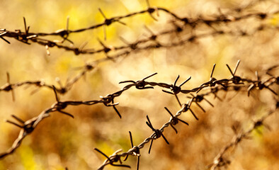 Fototapeta na wymiar rusty barbed wire on sunset