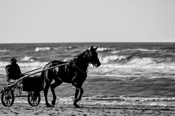 Fototapeta na wymiar horse and rider