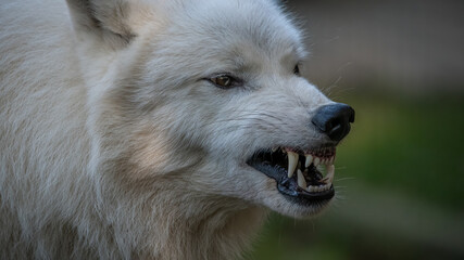 Obraz na płótnie Canvas weiß, wolf, tier, hund, arctic, säugetier, canino, fell, wild