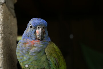 Close up of a blue headed parrot, Pionus menstruus, against a black background with plenty of copyspace
