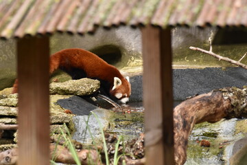 Red panda