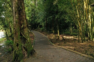 Fototapeta na wymiar A paved footpath running through a tropical garden with lush green foliage