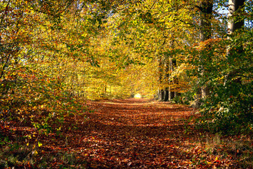 Path through the autumn forest with golden leaves in the Netherlands, province of Overijssel