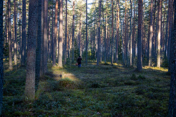 Obraz premium Northern forest at sunset in late autumn, Leningrad region