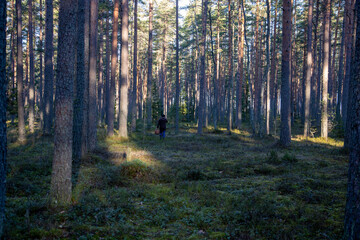 Northern forest at sunset in late autumn, Leningrad region
