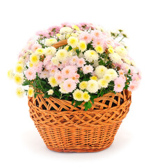 Chrysanthemum flowers in basket.
