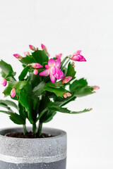 Pink Schlumbergera, Christmas cactus or Thanksgiving cactus on white background. Close up.