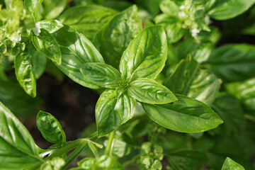 Fototapeta na wymiar Fresh bio basil plant is popular culinary herb in Italy