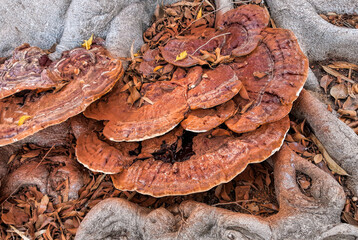Polypores or conks, parasitic mushrooms on ficus tree roots 