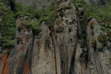 A high cliff with different colored rocks and loads of bromelias growing on the sides
