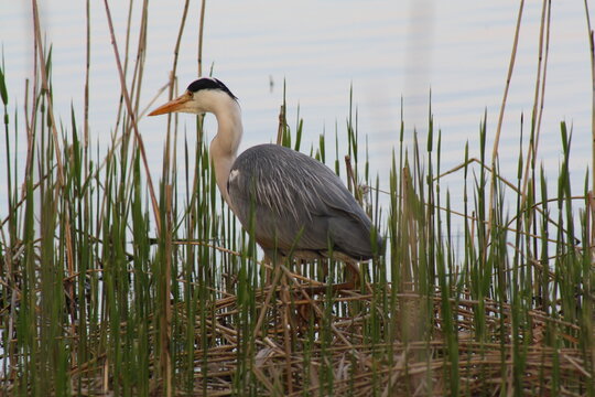 A grey heron, Ardea cinerea, hunting along the reeds surrounding a lake