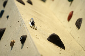 Outdoor or indoor climbing wall with colourful modular climbing holds and carabiner handle concept