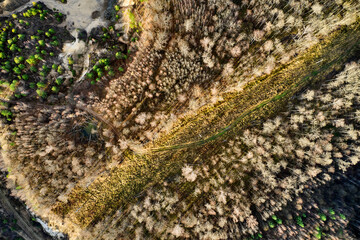 Top view of forest road Arial drone shot of forest trees.