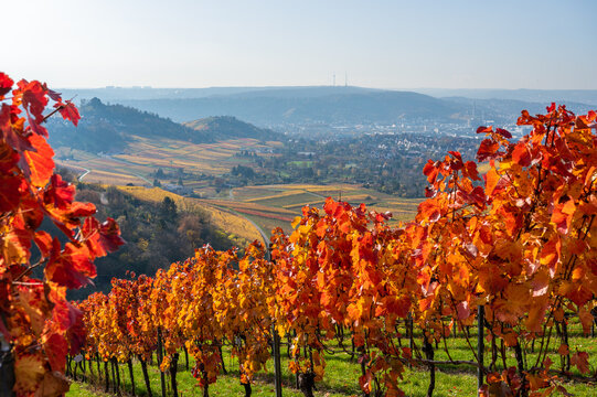 Vineyards between Kappelberg and Rotenberg in Stuttgart - Beautiful landscape scenery in autumn - Aerial view over Neckar Valley, Baden-W&uuml;rttemberg, Germany