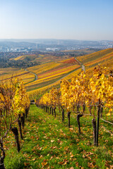 Vineyards between Kappelberg and Rotenberg in Stuttgart - Beautiful landscape scenery in autumn - Aerial view over Neckar Valley, Baden-Württemberg, Germany