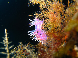 tropical coral reef