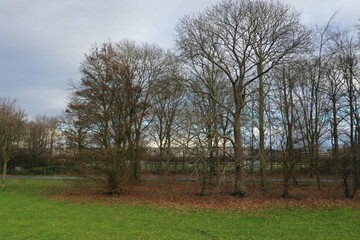 Many bare trees with the red leaves laying beneath the trees due to the winter season
