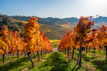 Vineyards between Kappelberg and Rotenberg in Stuttgart - Beautiful landscape scenery in autumn -...