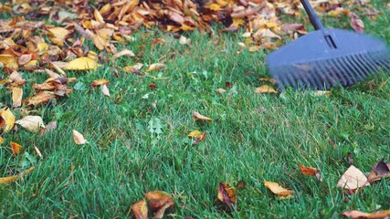 Raking fallen yellow and brown leaves from grass in autumn
