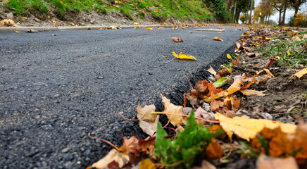 Nahaufnahme: Blätter an und auf einem Radweg an einer Straße im Herbst – selektiver Fokus