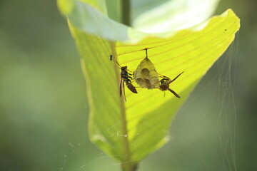 Two solitary wasps that have build a small nest under a leaf
